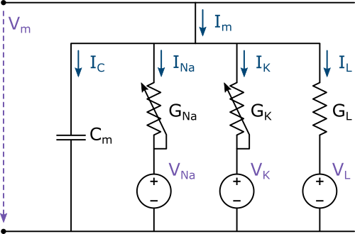 Hodgkin-Huxley Model Using Julia